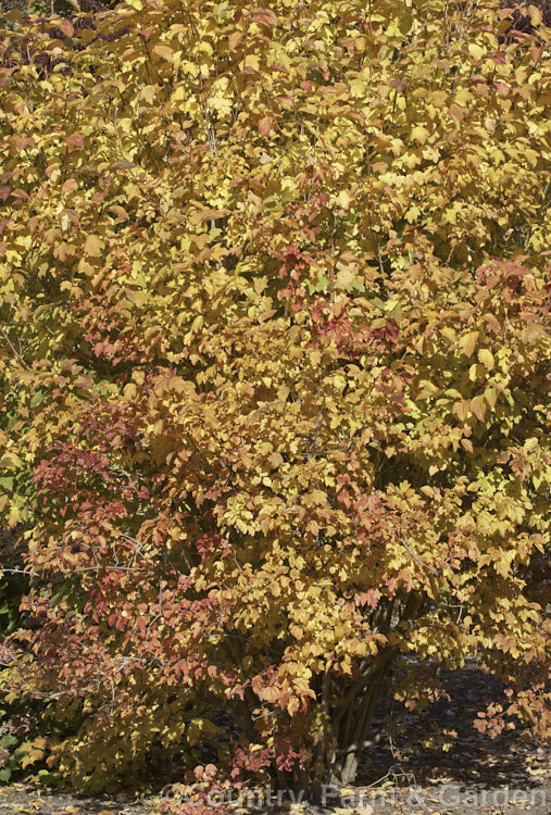 Autumn foliage of the Guelder. Rose (<i>Viburnum opulus</i>), a 4-5m tall Eurasian deciduous shrub with heads of white flowers in spring. The true flowers are small but are made more showy by large sterile bracts that are often exaggerated in the garden forms. viburnum-2081htm'>Viburnum.. viburnum-2081htm'>Viburnum. <a href='adoxaceae-plant-family-photoshtml'>Adoxaceae</a>.