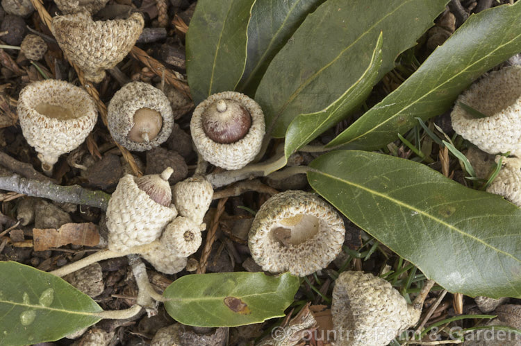 Foliage and fallen acorn cups of the Himalayan White Oak or Blackjack Oak (<i>Quercus leucotrichophora</i>), a 10-24m high evergreen tree native to the Himalayan region. Its acorns are small and readily eaten by birds. Order: Fagales, Family: Fagaceae