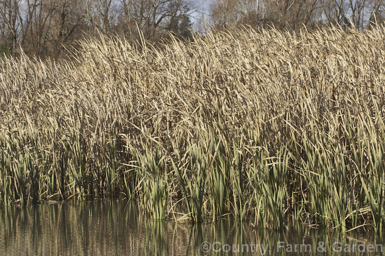 A stand of Raupo or Bulrush (<i>Typha orientalis</i>) in early winter when the foliage has died off and the seedheads are mature. This species of bulrush is a perennial that grows in shallow still water and is found in Southeast Asia,Australia and New Zealand typha-3379htm'>Typha. <a href='typhaceae-plant-family-photoshtml'>Typhaceae</a>.