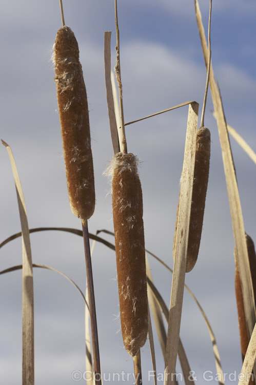 The distinctive seedheads of Raupo or Bulrush (<i>Typha orientalis</i>) in early winter when the foliage has died off. These seedheads are mature and are starting to shed their seeds, which are distributed by wind. This species of bulrush is a perennial that grows in shallow still water and is found in Southeast Asia,Australia and New Zealand typha-3379htm'>Typha. <a href='typhaceae-plant-family-photoshtml'>Typhaceae</a>.