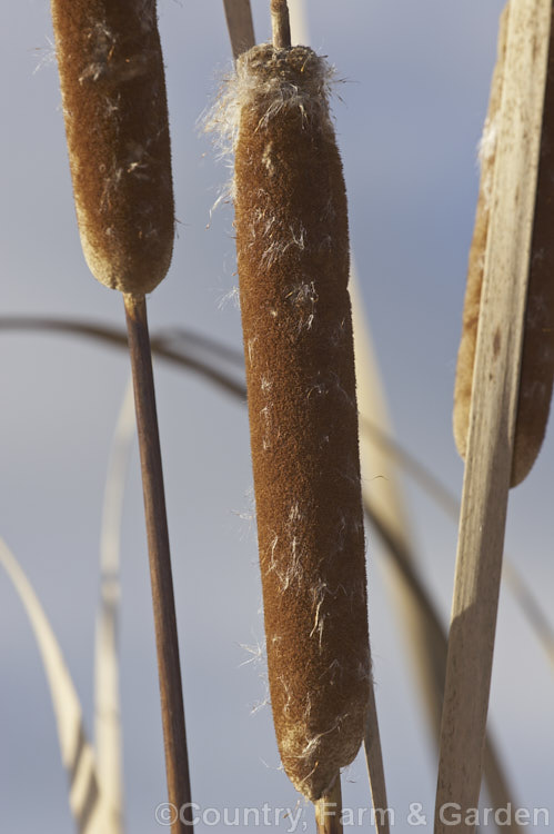 The distinctive seedheads of Raupo or Bulrush (<i>Typha orientalis</i>) in early winter when the foliage has died off. These seedheads are mature and are starting to shed their seeds, which are distributed by wind. This species of bulrush is a perennial that grows in shallow still water and is found in Southeast Asia,Australia and New Zealand typha-3379htm'>Typha. <a href='typhaceae-plant-family-photoshtml'>Typhaceae</a>.