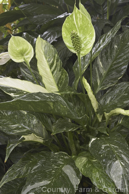 Spathiphyllum 'Domino', a compact hybrid Peace. Lily with variegated foliage. The flower spathes also become variegated green and white with age. spathiphyllum-2500htm'>Spathiphyllum.