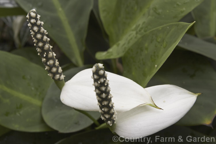 Spathiphyllum floribundum, a small. Peace. Lily native to Colombia. It is sometimes known as Snowflower and has leaves up to 20cm long and flowerheads with a recurved spathe that does not enclose the spadix. spathiphyllum-2500htm'>Spathiphyllum.
