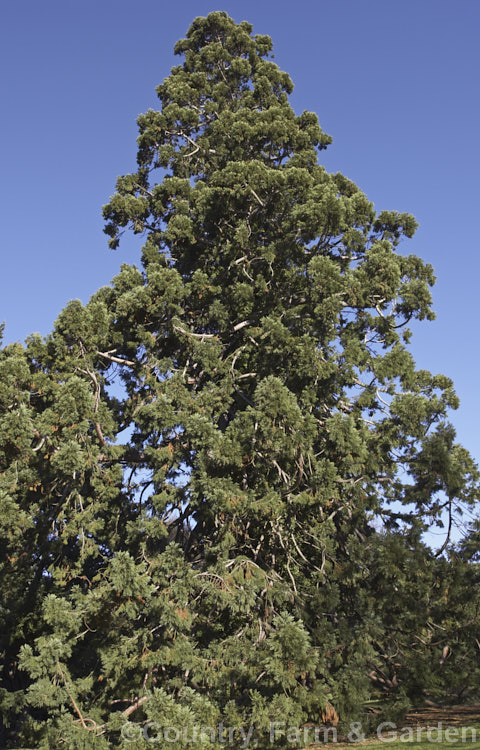 Giant Sequoia, Big. Tree or Sierra Redwood (<i>Sequoiadendron giganteum</i>), the world's largest tree by volume, this Californian conifer is capable of reaching nearly 100m tall sequoiadendron-2495htm'>Sequoiadendron. Order: Pinales, Family: Cupressaceae