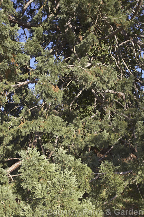 The densely tangled lower branches of a Giant Sequoia, Big. Tree or Sierra Redwood (<i>Sequoiadendron giganteum</i>). The world's largest tree by volume, this Californian conifer is capable of reaching nearly 100m tall and often has branches to near ground level. sequoiadendron-2495htm'>Sequoiadendron. Order: Pinales, Family: Cupressaceae