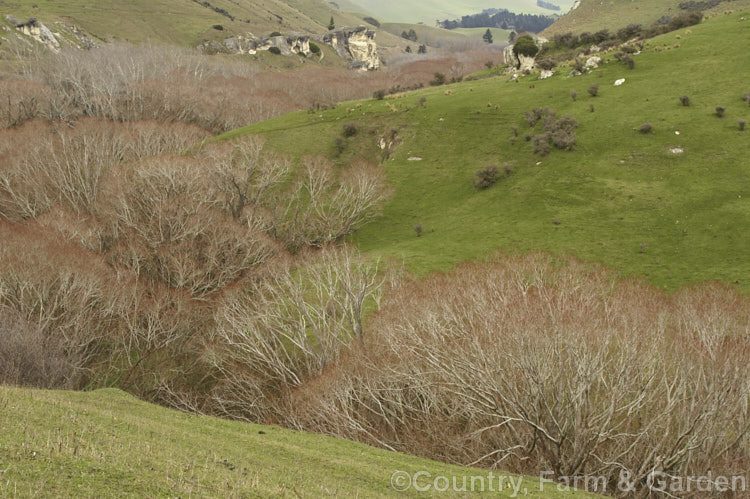 A winter scene in the Weka Pass near Waikari, North Canterbury, New Zealand. The trees in the foreground areGolden Willow (<i>Salix alba var. vitellina</i>), a variety of the White Willow (<i>Salix alba</i>) of Europe, Central Asia and North Africa that has bright golden yellow to orange brown young branches that are colourful in winter when the foliage has fallen. Order: Malpighiales, Family: Salicaceae