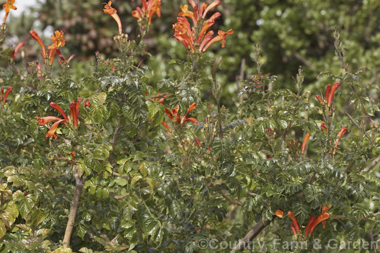 Cape. Honeysuckle (<i>Tecoma capensis [syn. Tecomaria capensis]), an evergreen shrub or semi-climber that is often used for hedging. It occurs naturally across much of southern Africa and flowers intermittently throughout the year. Orange is the typical flower colour but cultivars occur in a range of shades from yellow through pink to deep red. tecoma-3352htm'>Tecoma. <a href='bignoniaceae-plant-family-photoshtml'>Bignoniaceae</a>.