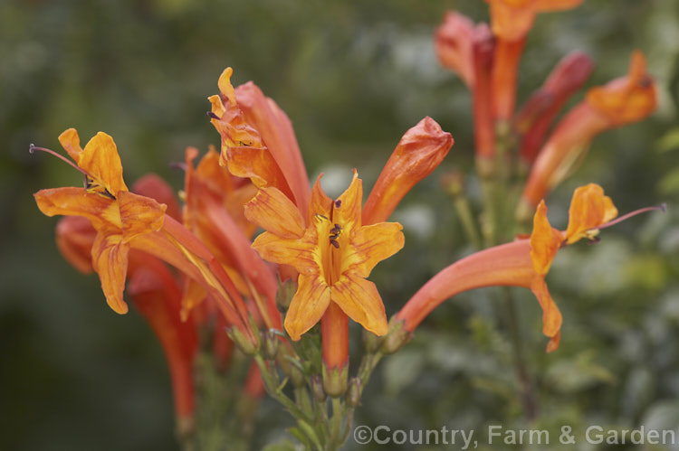 Cape. Honeysuckle (<i>Tecoma capensis [syn. Tecomaria capensis]), an evergreen shrub or semi-climber that is often used for hedging. It occurs naturally across much of southern Africa and flowers intermittently throughout the year. Orange is the typical flower colour but cultivars occur in a range of shades from yellow through pink to deep red. tecoma-3352htm'>Tecoma. <a href='bignoniaceae-plant-family-photoshtml'>Bignoniaceae</a>.