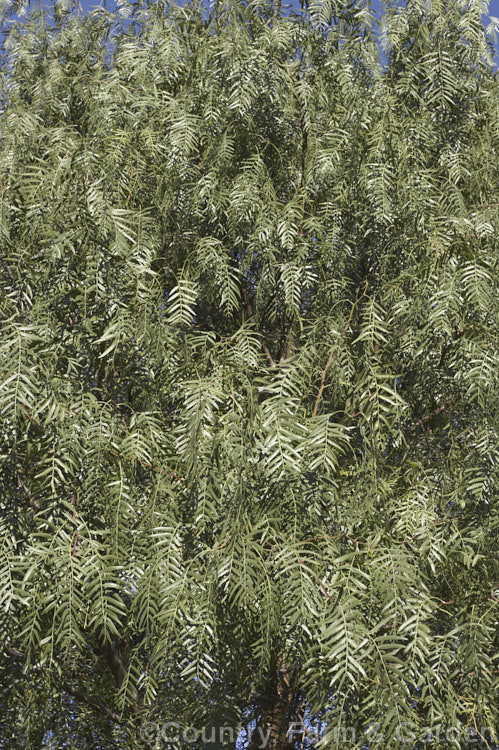 Foliage of the Pepper. Tree (<i>Schinus molle var. areira</i>), a small, weeping tree native to Bolivia, southern Brazil and Paraguay. Its dry red-brown berries can be used as a pepper substitute. schinus-2490htm'>Schinus. <a href='anacardiaceae-plant-family-photoshtml'>Anacardiaceae</a>.