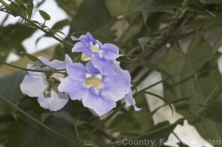 Blue Trumpet Vine or Skyflower (<i>Thunbergia grandiflora</i>), a long-flowering, evergreen, twining vine native to northern India It blooms most heavily in summer but nearly always has a few flowers. Order: Asterales, Family: Asteraceae