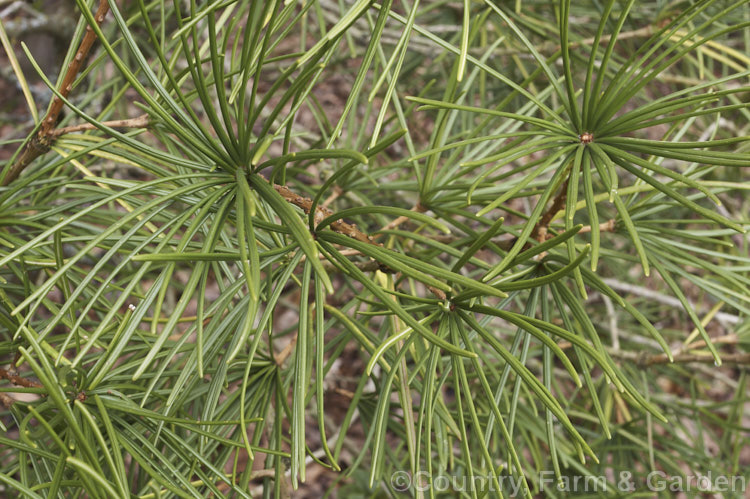 The foliage of the Japanese Umbrella. Pine (<i>Sciadopitys verticillata</i>), a stiffly erect 40m coniferous tree native to Japan. sciadopitys-3293htm'>Sciadopitys. <a href='sciadopityaceae-plant-family-photoshtml'>Sciadopityaceae</a>.