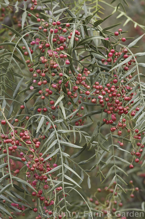The foliage and fruit of the Pepper. Tree (<i>Schinus molle var. areira</i>), a small, weeping tree native to Bolivia, southern Brazil and Paraguay. Its dry red-brown berries can be used as a pepper substitute. schinus-2490htm'>Schinus. <a href='anacardiaceae-plant-family-photoshtml'>Anacardiaceae</a>.