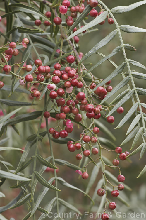 The foliage and fruit of the Pepper. Tree (<i>Schinus molle var. areira</i>), a small, weeping tree native to Bolivia, southern Brazil and Paraguay. Its dry red-brown berries can be used as a pepper substitute. schinus-2490htm'>Schinus. <a href='anacardiaceae-plant-family-photoshtml'>Anacardiaceae</a>.