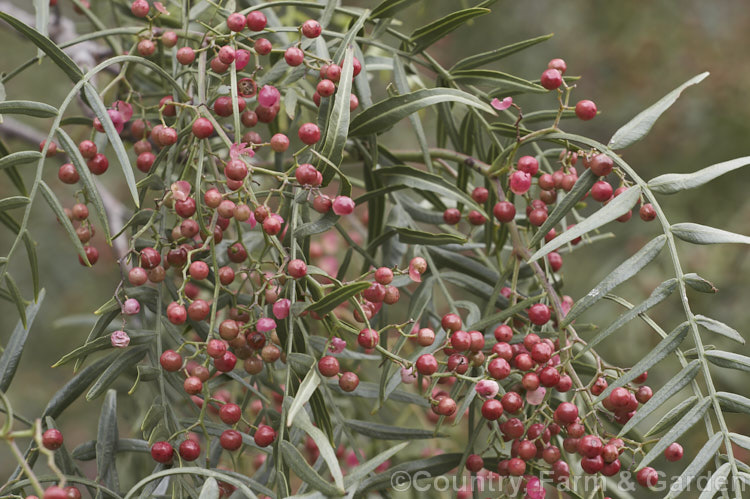 The foliage and fruit of the Pepper. Tree (<i>Schinus molle var. areira</i>), a small, weeping tree native to Bolivia, southern Brazil and Paraguay. Its dry red-brown berries can be used as a pepper substitute. schinus-2490htm'>Schinus. <a href='anacardiaceae-plant-family-photoshtml'>Anacardiaceae</a>.