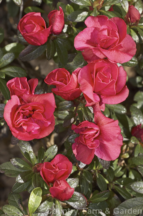 Rhododendron (evergreen azalea</i>) 'Red Poppy', a single- to petaloid semi-double-flowered Belgian Indica hybrid of unknown parentage. It is a low, spreading, heavy-flowering bush that is among the first of the evergreen azaleas to come into bloom