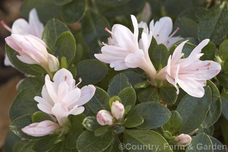 Rhododendron (evergreen azalea</i>) 'Peach. Kirin', a pale-coloured sport of 'Kirin' (syn 'Coral Bells'), a very popular early-flowering. Kurume evergreen azalea with hose-in-hose flowers 'Peach. Kirin' is most commonly seen in Australia and New Zealand