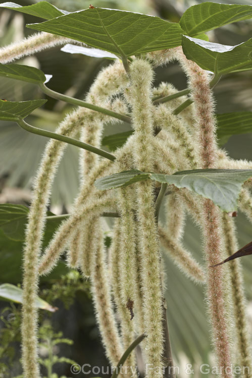 <i>Acalypha hispida</i>) 'Alba', a cream- to pale pink-flowered cultivar of the Red Hot Cat's Tail, a long-flowering evergreen shrub that grows to around 4m tall, with floral catkins to 50cm long. It is native to New Guinea and Malaysia, and outside the tropics it is usually seen as a house or greenhouse plant. Order: Malpighiales, Family: Euphorbiaceae