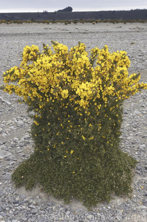Gorse or Furze (<i>Ulex europaeus</i>) topairised by browsing rabbits. It was one of several bushes thus shaped, growing near the Waimakariri. Gorge. Bridge, Canterbury, New Zealand Gorse is a mainly spring-flowering leguminous shrub native to western Europe that has become a weed in many parts of the world. ulex-2750htm'>Ulex.