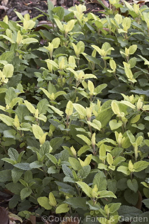 Wood. Sage (<i>Teucrium scorodonia</i>), a European perennial or semi-evergreen subshrub that grows to around 1m high. In summer it produces head of whorls of yellow-green flowers but it is often at its most attractive in spring when it bears bright yellow-green young growth. teucrium-2507htm'>Teucrium.