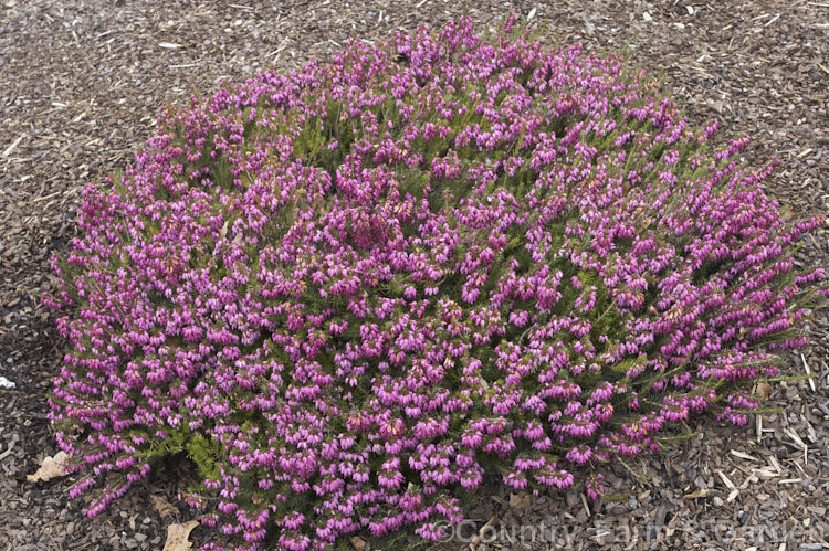 Erica carnea 'Myretoun. Ruby', a cultivar of the Winter. Heath, a spreading, 25cm high, winter-flowering erica native to eastern Europe. It is named after a castle in Wigton, Scotland. erica-2109htm'>Erica. Order: Ericales, Family: Ericaceae