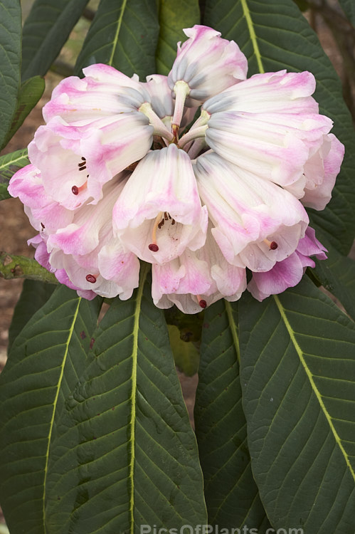 Rhododendron <i>montroseanum</i>, a late winter- to early spring-flowering tree-sized, grande series species from western China and northern Burma. Its flowers are usually deep pink, but the near white form flushed with deep pink is not uncommon. The flower trusses are quite large but may appear small simply because of the size of the heavily-veined leaves, which are often over 30cm long. Order: Ericales, Family: Ericaceae