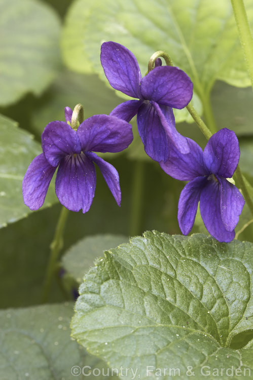 Sweet Violet (<i>Viola odorata</i>), a low-growing, stoloniferous, spring-flowering. European perennial. The flowers are sweetly scented and the fragrance is widely used in perfumes. viola-2165htm'>Viola. <a href='violaceae-plant-family-photoshtml'>Violaceae</a>.
