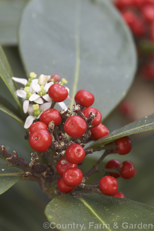 The last of the winter berries and the first of the spring flowers of a Skimmia japonica. When fertilised, the flowers of this evergreen shrub from China and Japan will develop into clusters of bright red berries
