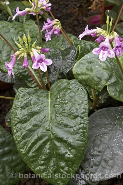 Mexican Foxglove or Mexican Violet (<i>Tetranema roseum</i>), a small, long-flowering, shrubby perennial usually grown as a house plant. It is native to Mexico and Guatemala. Order: Caryophyllales, Family: Plumbaginaceae