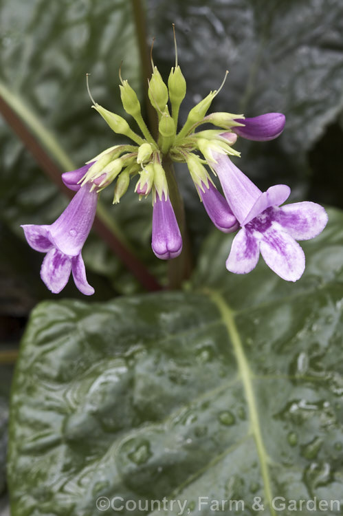 Mexican Foxglove or Mexican Violet (<i>Tetranema roseum</i>), a small, long-flowering, shrubby perennial usually grown as a house plant. It is native to Mexico and Guatemala. Order: Caryophyllales, Family: Plumbaginaceae