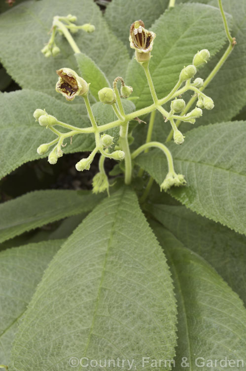 Rhytidophyllum tomentosum, a gesneriad (<i>African Violet family plant</i>) that probably originated in Central America and the West Indies, though its precise origins are unclear. This is because it has long been used in traditional herbal medicines and has become widely naturalised. Outside its natural range it is most likely to be seen as a novelty house plant. The hairy, heavily textured leaves and clusters of maroon-marked flowers are distinctive. rhytidophyllum-3263htm'>Rhytidophyllum.