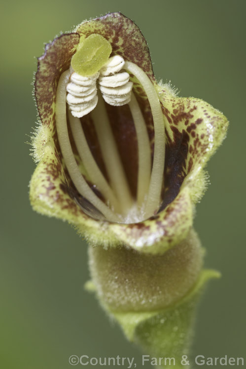 The flower of Rhytidophyllum tomentosum, a gesneriad (<i>African Violet family plant</i>) that probably originated in Central America and the West Indies, though its precise origins are unclear. This is because it has long been used in traditional herbal medicines and has become widely naturalised. Outside its natural range it is most likely to be seen as a novelty house plant. The hairy, heavily textured leaves and clusters of maroon-marked flowers are distinctive. rhytidophyllum-3263htm'>Rhytidophyllum. The flower of Rhytidophyllum tomentosum, a gesneriad (<i>African Violet family plant</i>) that probably originated in Central America and the West Indies, though its precise origins are unclear. This is because it has long been used in traditional herbal medicines and has become widely naturalised. Outside its natural range it is most likely to be seen as a novelty house plant. The hairy, heavily textured leaves and clusters of maroon-marked flowers are distinctive. rhytidophyllum-3263htm'>Rhytidophyllum.
