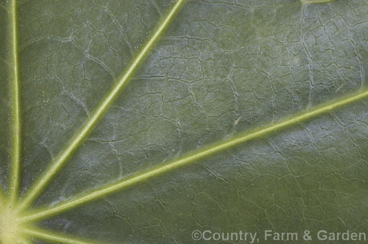 Close-up of the foliage of Japanese Fatsia (<i>Fatsia japonica</i>), an evergreen, large-leafed plant native to Japan. The flower heads open in autumn and are very popular with bees, flies and wasps. Order: Apiales, Family: Araliaceae
