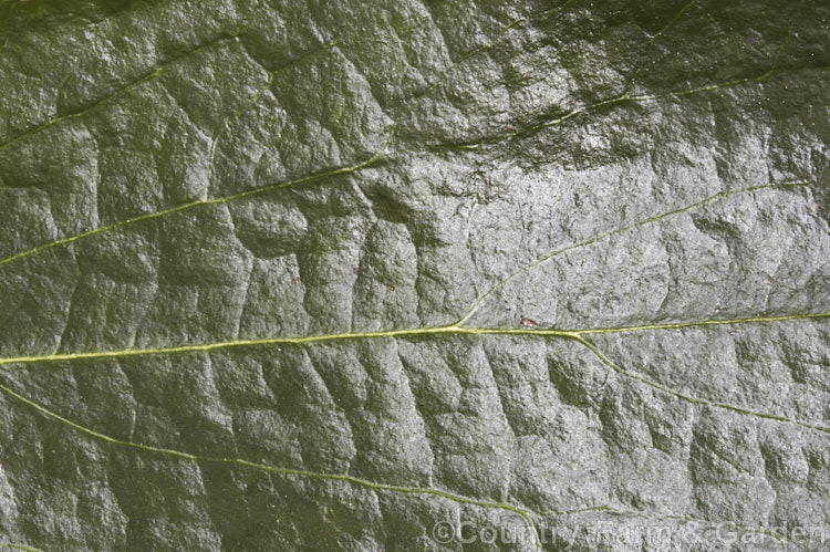 Close-up of the upper surface of the foliage of Viburnum x burkwoodii (<i>Viburnum carlesii x Viburnum utile</i>), a semi-deciduous 25-4m tall shrub. Its flowers are strongly scented and borne over a long period from late winter. viburnum-2081htm'>Viburnum. <a href='adoxaceae-plant-family-photoshtml'>Adoxaceae</a>.