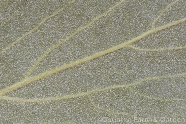 Close-up of the underside of the foliage of Viburnum x burkwoodii (<i>Viburnum carlesii x Viburnum utile</i>), a semi-deciduous 25-4m tall shrub. Its flowers are strongly scented and borne over a long period from late winter. viburnum-2081htm'>Viburnum. <a href='adoxaceae-plant-family-photoshtml'>Adoxaceae</a>.