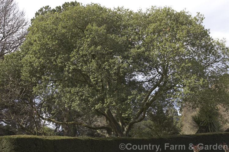 Quercus myrsinifolia, an evergreen oak found naturally in Japan, China and Laos. It grows to around 12-2.5m tall and its toothed, unlobed leaves can reach 15cm long, though they are usually less that half that length. Order: Fagales, Family: Fagaceae
