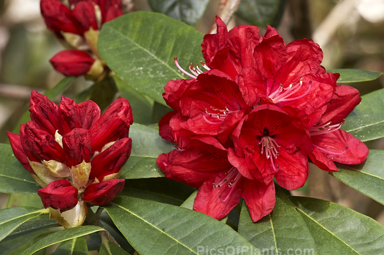 <i>Rhododendron</i> 'Bibiani' ('Moser's Maroon' x <i>Rhododendron arboreum</i>), an early-flowering hybrid raised by Rothschild of England in 1934. It has proved to be a tough and adaptable plant and with age it can become a large shrub or small tree. Order: Ericales, Family: Ericaceae