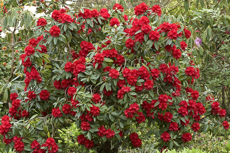 <i>Rhododendron</i> 'Bibiani' ('Moser's Maroon' x <i>Rhododendron arboreum</i>), an early-flowering hybrid raised by Rothschild of England in 1934. It has proved to be a tough and adaptable plant and with age it can become a large shrub or small tree. Order: Ericales, Family: Ericaceae