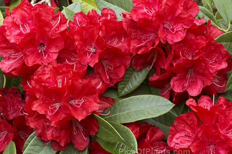 <i>Rhododendron</i> 'Bibiani' ('Moser's Maroon' x <i>Rhododendron arboreum</i>), an early-flowering hybrid raised by Rothschild of England in 1934. It has proved to be a tough and adaptable plant and with age it can become a large shrub or small tree. Order: Ericales, Family: Ericaceae