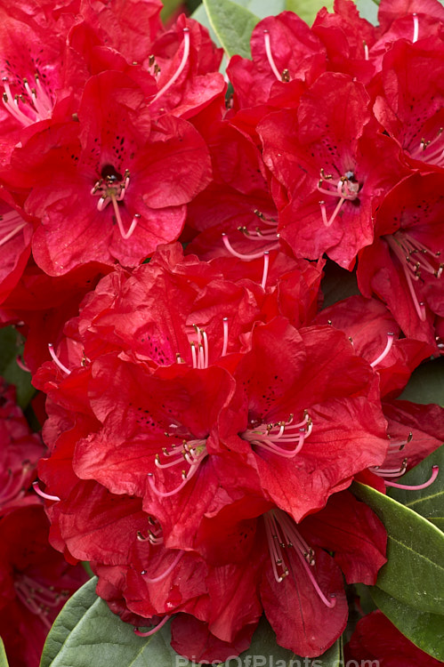 <i>Rhododendron</i> 'Bibiani' ('Moser's Maroon' x <i>Rhododendron arboreum</i>), an early-flowering hybrid raised by Rothschild of England in 1934. It has proved to be a tough and adaptable plant and with age it can become a large shrub or small tree. Order: Ericales, Family: Ericaceae