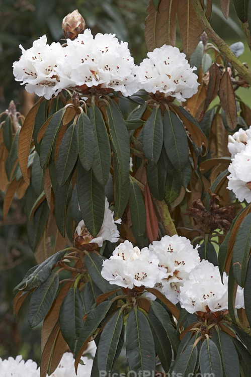 <i>Rhododendron arboreum</i> var. <i>album</i>, a white-flowered form of a normally red-flowered, early-blooming, tree-like species widespread in the Himalayas and Southeast Asia. It is slightly hardier than the species. Order: Ericales, Family: Ericaceae