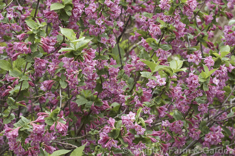 Weigela florida, a spring-flowering deciduous shrub native to northern China, Japan and Korea. It grows to around 3m tall and 5m wide and has been developed into a wide range of garden cultivars. weigela-2307htm'>Weigela. <a href='caprifoliaceae-plant-family-photoshtml'>Caprifoliaceae</a>.