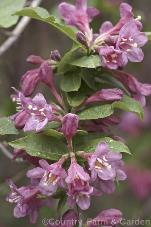 Weigela florida, a spring-flowering deciduous shrub native to northern China, Japan and Korea. It grows to around 3m tall and 5m wide and has been developed into a wide range of garden cultivars. weigela-2307htm'>Weigela. <a href='caprifoliaceae-plant-family-photoshtml'>Caprifoliaceae</a>.