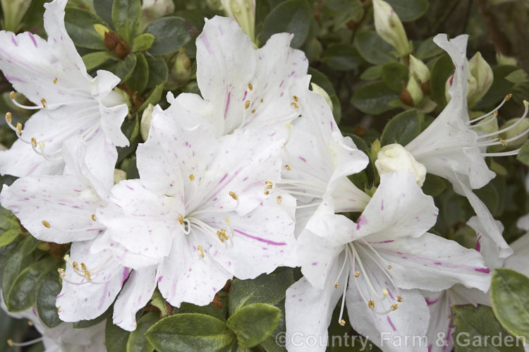 Rhododendron (evergreen azalea</i>) 'Festive'. A Glenn. Dale hybrid with white flowers that have irregular deep pink flecks and sectors it grows to around 18m tall and flowers early