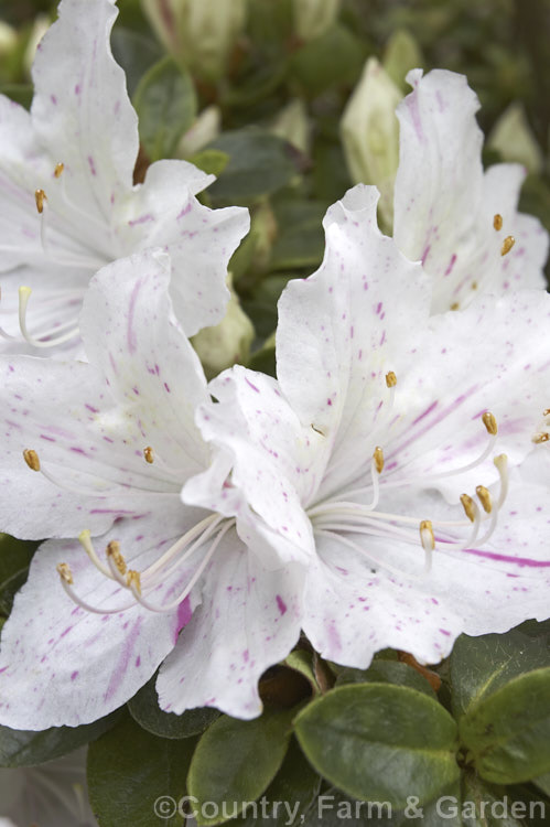 Rhododendron (evergreen azalea</i>) 'Festive'. A Glenn. Dale hybrid with white flowers that have irregular deep pink flecks and sectors it grows to around 18m tall and flowers early