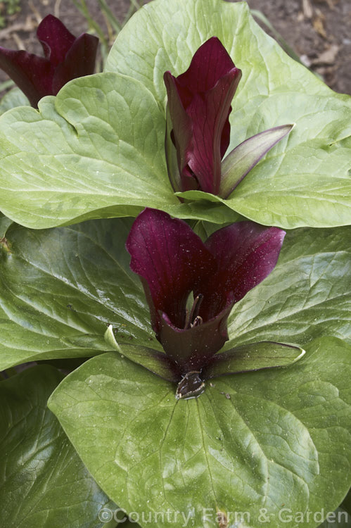 Trillium chloropetalum var. giganteum, a large, long-petalled variety of the Giant Trillium native to California. There is some confusion over its status and relationship with Trillium kurabayashii. trillium-2304htm'>Trillium. <a href='melanthiaceae-plant-family-photoshtml'>Melanthiaceae</a>.
