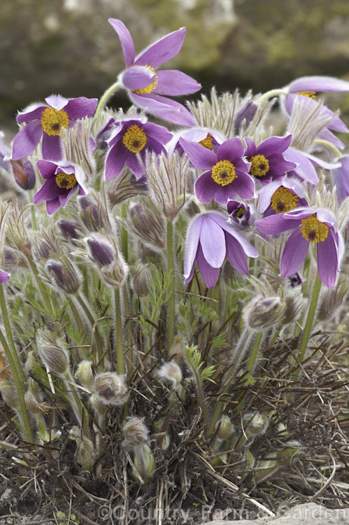 Pasque. Flower (<i>Pulsatilla vulgaris</i>), a popular spring-flowering rockery perennial that occurs naturally over much of northern Europe from Britain to Siberia. pulsatilla-2767htm'>Pulsatilla.
