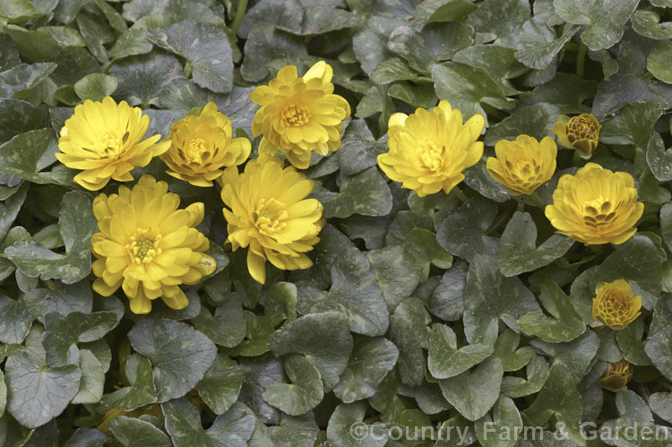 Ranunculus ficaria 'Whiskey. Double. Yellow', a double-flowered cultivar of the common. Buttercup a spring-flowering perennial found over all of Europe, including some of the AtlanticIslands, North Africa and eastwards to Siberia. This cultivar is distinguished by the bronze reverse to the petals. Order: Ranunculales, Family: Ranunculaceae