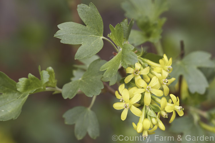 Clove. Currant or Buffalo. Currant (<i>Ribes odoratum</i>), a spring-flowering deciduous shrub native to the central United States. The flowers have a mildly spicy scent and are followed by round black fruits. This species resembles. Ribes aureum but can be distinguished by its downy young shoots