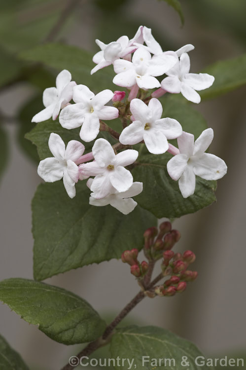 Viburnum x burkwoodii 'Fullbrook' ([Viburnum carlesii x Viburnum utile] x V carlesii</i>), a fragrant, spring-flowering, semi-deciduous 15-2m tall shrub. The same cross as 'Anne. Russell', it differs from that cultivar in having larger, paler leaves and a slightly later flowering habit. viburnum-2081htm'>Viburnum. <a href='adoxaceae-plant-family-photoshtml'>Adoxaceae</a>.