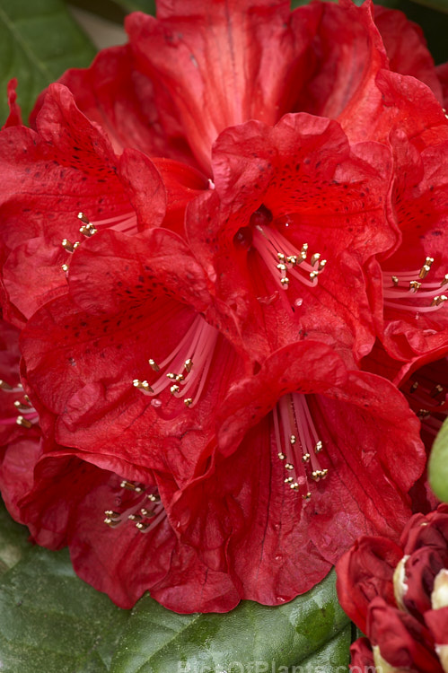 <i>Rhododendron</i> 'Rubicon' ('Noyo Chief' x 'Kilimanjaro'), an intensely coloured hybrid with lush foliage. It has a relatively low, spreading habit, around 1.2m tall x 2m wide, and was raised by R.C. Gordon in New Zealand and registered in 1979. Order: Ericales, Family: Ericaceae